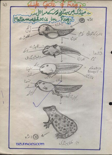 43 Metamorphosis in Frog.jpg